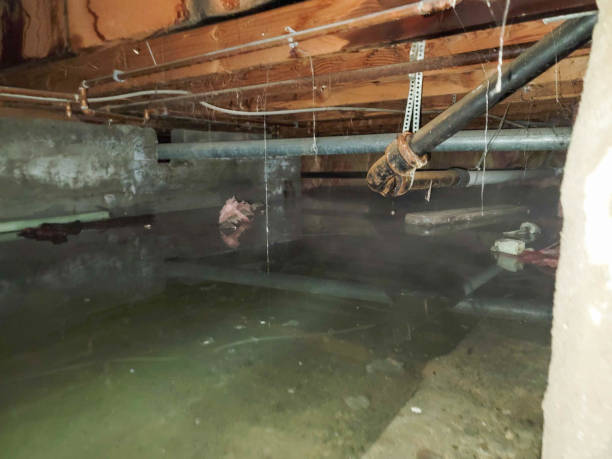 Best Water damage cleanup near me  in Pace, FL