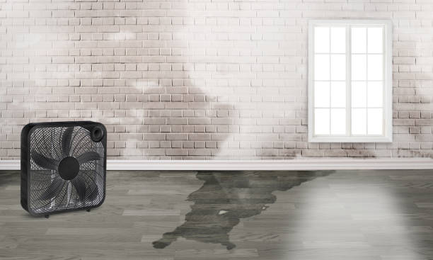 Best Water damage restoration company  in Pace, FL